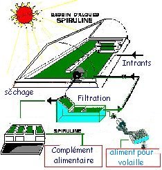 spiruline aliment du futur